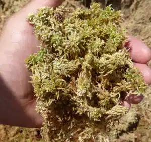 Handfull-of-Sphagnum-Moss