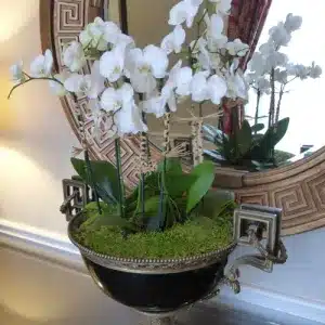 Orchid-in-Pot-with-Sheet-Moss-Soil-Cover