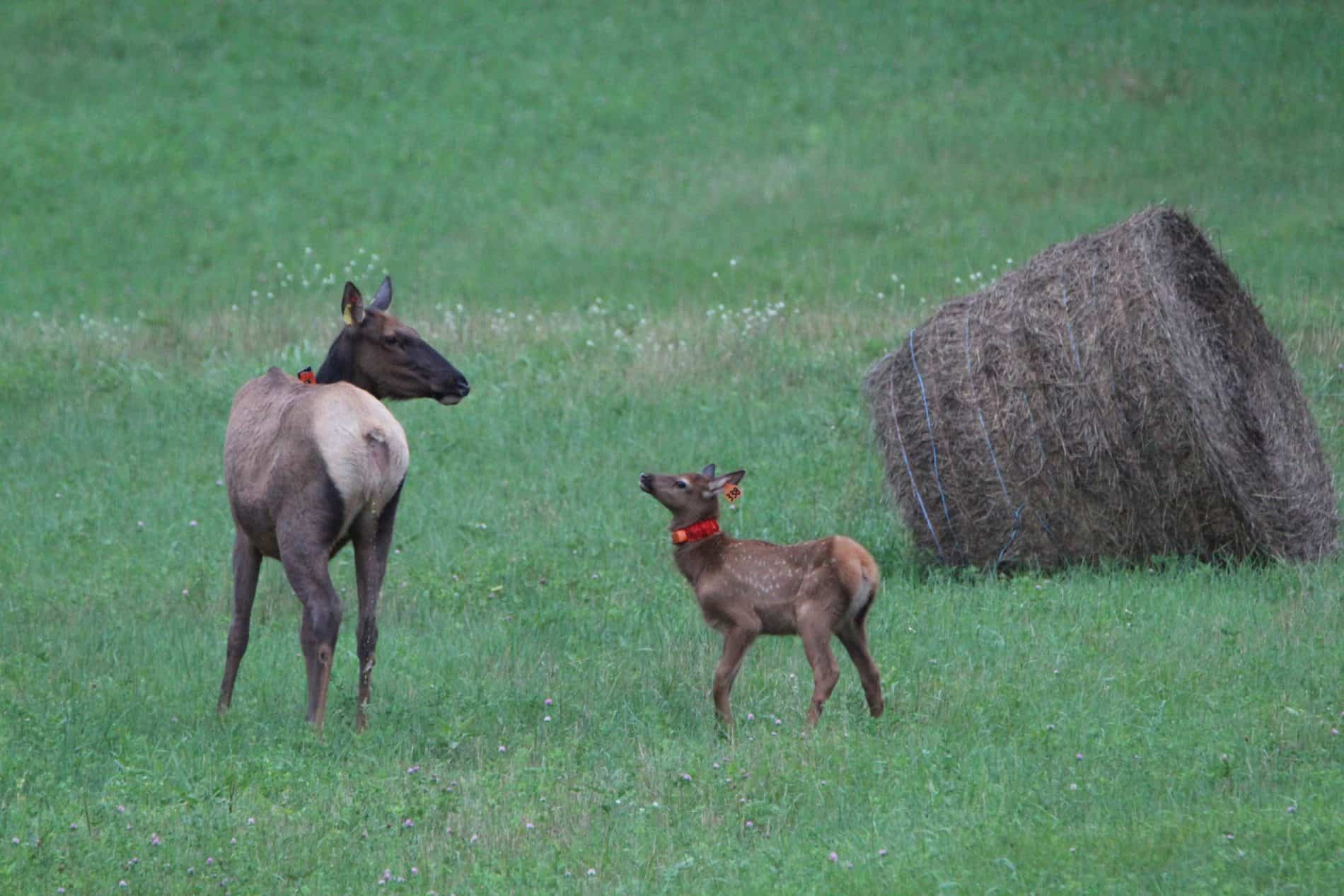 Rocky Mountain Elk Herd by Heidi Kelly 1 scaled - Black River Area Chamber of Commerce