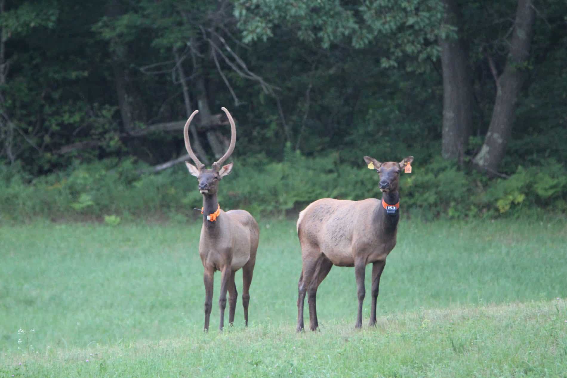 Rocky Mountain Elk Herd by Heidi Kelly 5 scaled - Black River Area Chamber of Commerce