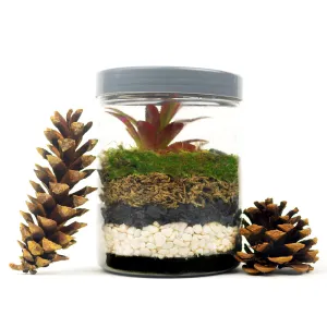 Terrarium-Kit-with-Cones-1000×1000-2