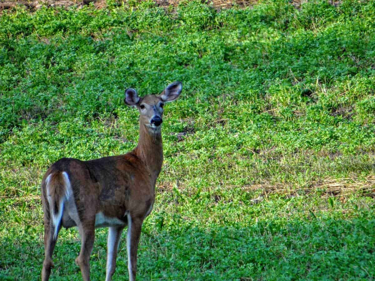 Hunting in Black River Falls, WI Black River Country
